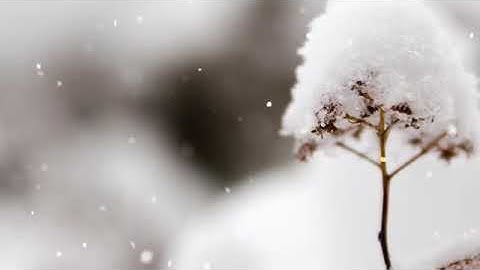 القارئ إسلام صبحي سورة ق أجمل تلاوة سمعتها في حياتي اسلام صبحي الحنجرة  الذهبية