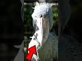 The Most Terrifying Bird on Earth 😱