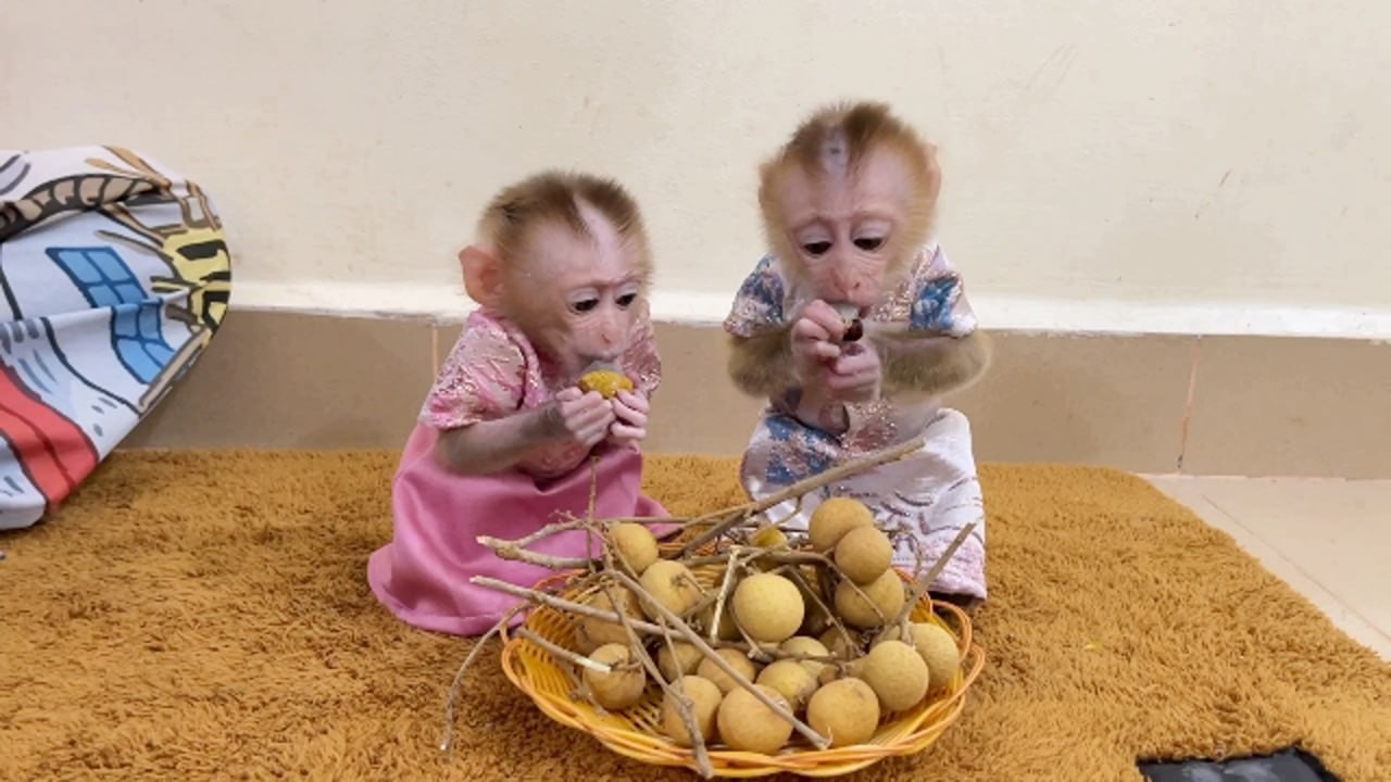 Twin Baby Selena & Ronaldo Sharing 2kg Of Longan Fruits