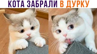 видео: КОТА ЗАБРАЛИ В ДУРКУ))) Приколы с котами | Мемозг 884 картинка: КОТА ЗАБРАЛИ В ДУРКУ))) Приколы с котами | Мемозг 884