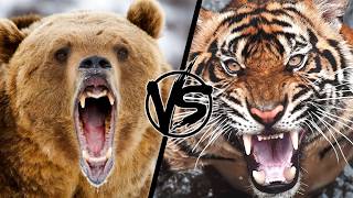 Медведь против тигра. Кто сильней и кто победит в реальном в бою?