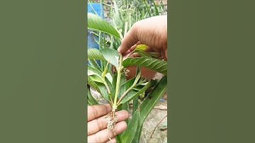 Great idea to propagate guava tree by air layering using a potatoes🥔#guava #gardening