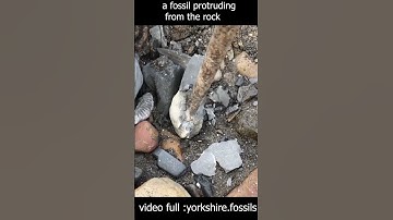 Fossil hunting  #fossils  #rock  #hunting   #shorts