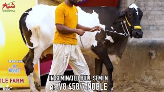 Sheikh Cattle Brahman Breeds⚕️Black Ablak Cross Breed Cow🔹Inseminated Bull Semen“MR. V8 458/7 NOBLE