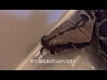 【音注意】スマトラブラッドパイソン(アカニシキヘビ)のフン、玉発射
