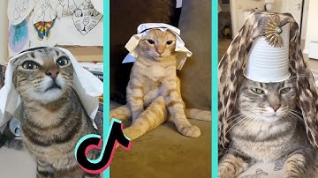 Wee meme with cats tiktok compilation  | wee tik tok Trends & Viral Meme Video | Me Voy a Matar Wii