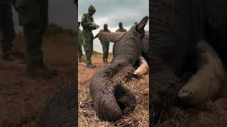 Rescue a Team Giant Bull Elephant From National Kruger Park, save wildlife