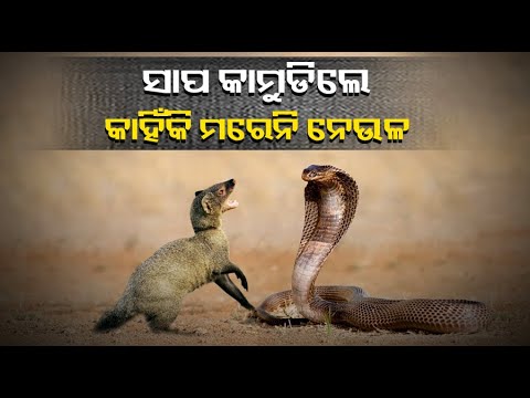 କେବେ ଭାବିଛନ୍ତି କି ଏମିତି କାହିଁକି ହୁଏ? ଏହା ପଛରେ ରହିଛି ବୈଜ୍ଞାନିକ କାରଣ