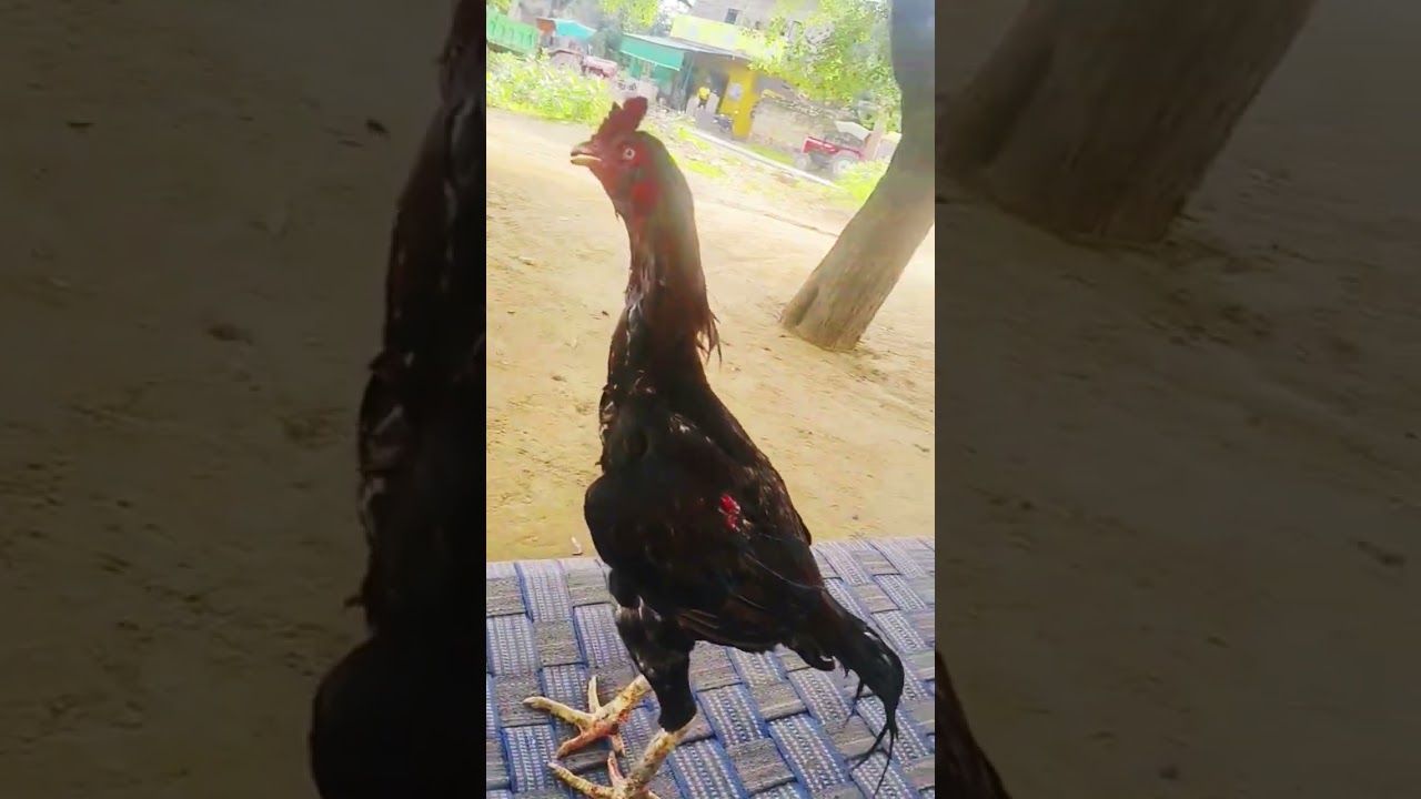 two time champion 🏆🏆