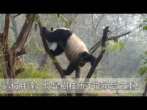 《熊貓早晚安》這位胖達，你是樹枝所不能承受之重！| iPanda