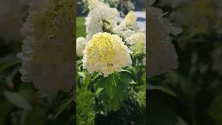 Beautiful Flower Garden #Flowers #Peacful #Viral #Shots #Viralvideo