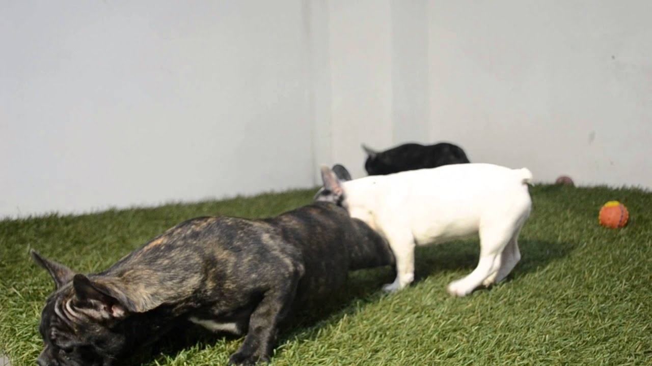 SAMBA - RUFUS - DUKE - FRENCH BULLDOG PUPPIES FOR SALE - BULLCANES puppy paradise