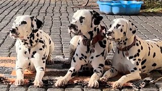 Training Tuesday | training multiple dogs plus some unexpected behaviour