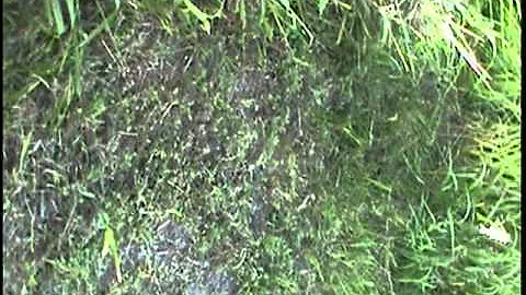 1979 fiat x1/9 rear engine 2dr coupe 80,000 miles