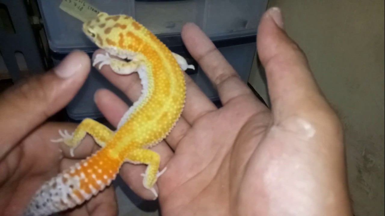 Cara treatmen agar leopard gecko mau makan ulat hongkong 
