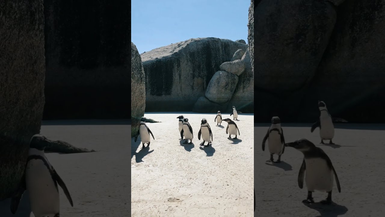 Penguins Walking video/Animals/Whatsapp Status/New whatsapp Status/