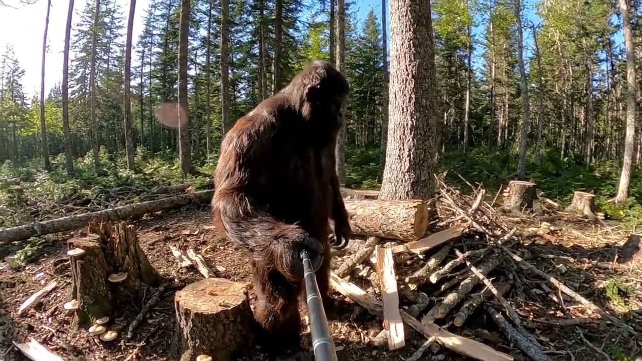 Bigfoot Builds His Dream Treehouse