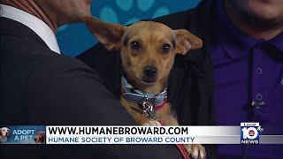 Adopt A Pet: Meet one-year-old Lidia