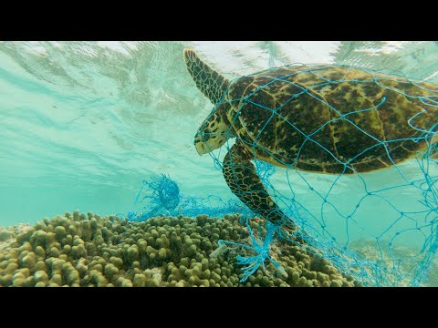 დაბინძურებული ოკეანეები - მორიგი ეკოლოგიური კატასტროფა