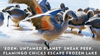 ‘Eden: Untamed Planet’ Sneak Peek: Flamingo Chicks Escape Frozen Lake 🦩 BBC America & AMC Eden Untamed Planet Filming First Sea Lion Pelican Feeding Frenzy Bbc America Amc