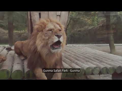 Japan: Top 5 Zoos & Aquarien