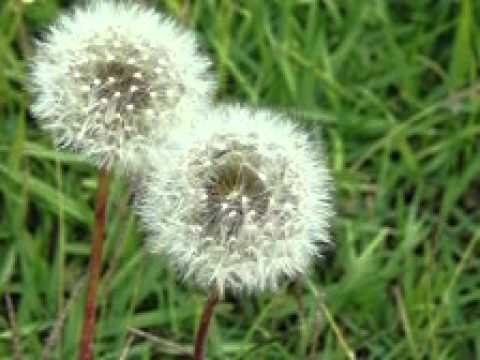 たんぽぽの綿毛が飛ぶ Youtube