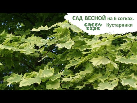 🪴 Сад на 6 сотках весной. Кустарники