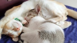 Kitten's love and hate relationship with her older brother || Nitin Nutun by Nitin Nutun 109 views 2 years ago 3 minutes, 56 seconds