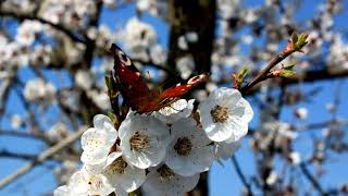 П. Чайковский. Апрель. Подснежник. P. Tchaikovsky. April. Snowdrop.