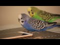 CUTE OVERLOAD: Budgie pair playing and talking on top of the cage