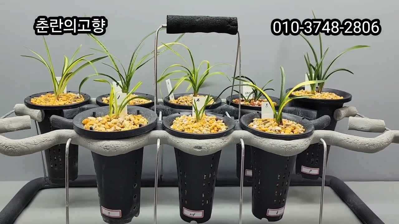 1월17일 (금) 한국춘란 명품 특종자목 반려식물 #명명품 #산채품 #엽예품 #화예품 #서산반#금수산#극황서반#중투 #청옥산 #두화목