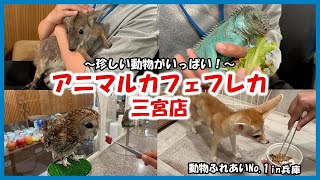 【アニマルカフェフレカ☆三宮店】動物ふれあいNo 1in兵庫～珍しい動物がいっぱい！～