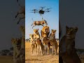 Funny Warthog vs lions 😂 Epic jungle showdown #wildlife #funnyanimals #nature