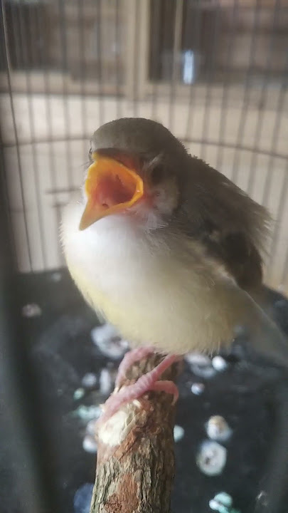 burung ciblek anakan, SUBSCRIBE