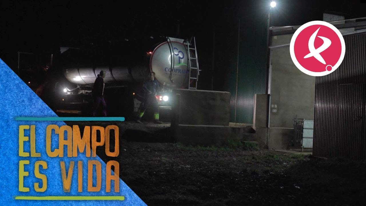 Verónica empieza sus días a las 4 de la mañana con la recogida de la leche | El campo es vida