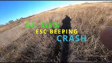DJI AVATA ESC Beeping  Crash #crash #letsfly #fpv #djiavata #escbeeping