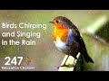 Birds Chirping and Singing in Rain, Relaxation, Meditation, Nature Sounds