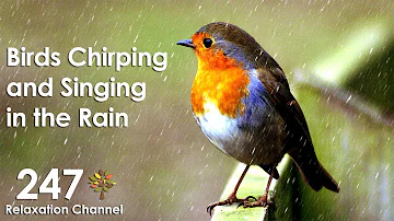 Birds Chirping and Singing in Rain, Relaxation, Meditation, Nature Sounds