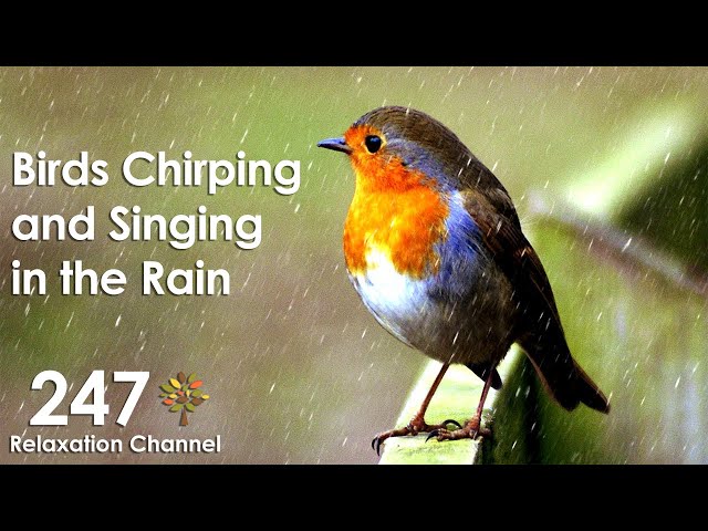 Kicau dan Nyanyian Burung di Tengah Hujan, Relaksasi, Meditasi, Suara Alam class=