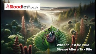 When to Test for Lyme Disease After a Tick Bite