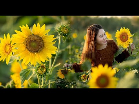 បច្ចេកទេសដាំផ្កាឈូករ័ត្ន Sunflowers Planting Technique