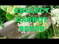 Never Buy Seeds Again - How to Collect Carrot Seeds