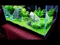Achieving a Thriving Aquarium Carpet Without CO2: Practical Tips and Recommendations