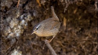 Крапивник  пещерный житель. Troglodytes troglodytes. Птицы Беларуси.