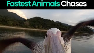 Fastest Animals: Incredible Chases In The Wild