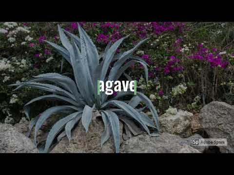 Video: Succulente in un giardino roccioso: piantare un giardino roccioso con piante grasse