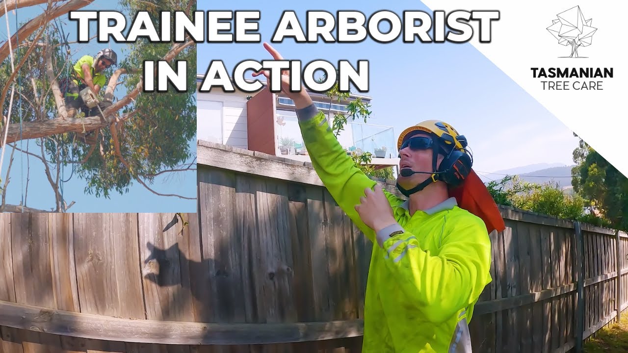 TRAINEE ARBORIST IN ACTION