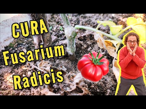 Video: Piante di pomodoro con appassimento di Fusarium – Trattamento dell'appassimento di Fusarium dei pomodori