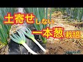 【家庭菜園にお勧め】1本ネギ 植え方　　タネのハシモト