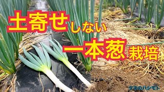 【家庭菜園にお勧め】1本ネギ 植え方　　タネのハシモト